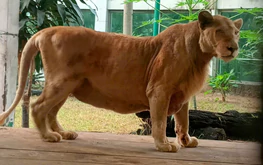 Beloved lion Mimi dies after 16 years at Saigon Zoo