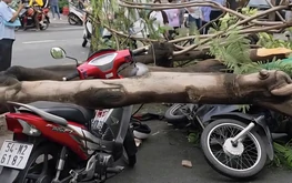 Vietnam Morning Monitor: Man killed by tree collapse, photographer wades into lake to save tourist’s phone