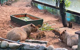 ‘I Love You’: Saigon Zoo welcomes three adorable baby capybaras