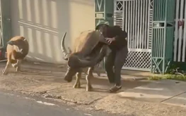 Two buffaloes gore 6 people, storm wedding party in Vietnam's Lam Dong