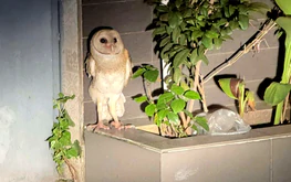 Owl with clipped wings dies despite days of rescue efforts in Ho Chi Minh City