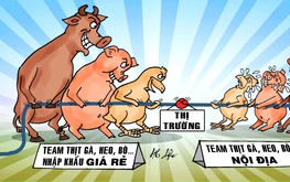 Thịt nhập giá rẻ kéo căng sợi dây thị trường