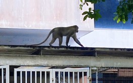 Ho Chi Minh City rangers capture 9kg long-tailed macaque causing trouble in residential area