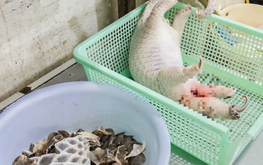 Vietnam restaurateur charged with buying endangered pangolin to cook for diners