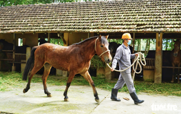 Silent saviors: How horses power life-saving serum production