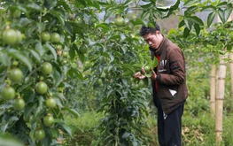 High pesticide violations in Vietnamese fruits raise EU export concerns