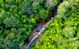 Vietnam to secure over $71mn for forest emissions reduction efforts