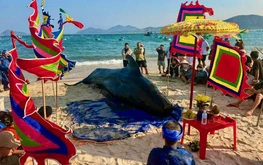Two-tonne whale washes ashore in Vietnam’s Dak Lak