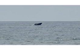 Whale sighting delights visitors in Vietnam’s Mui Ne waters