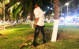 Authorities probe coconut picking incident at Vietnam’s Nha Trang seaside park