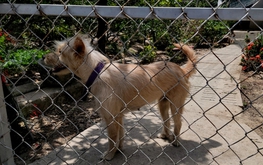 Dog meat seller dies of rabies in Vietnam’s Mekong Delta
