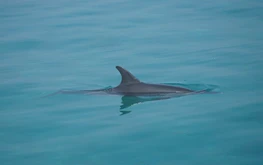 Dolphin swims close to shore at Vietnam’s Ly Son Island, drawing crowds