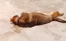 83-year-old man dies after being attacked by pet German shepherd in Vietnam