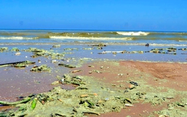 Seawater at beaches in Ho Chi Minh City turns unusual colors, likely due to microalgal bloom