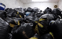 Vietnam uncovers chemically treated bean sprout cases involving up to 2,900 tonnes