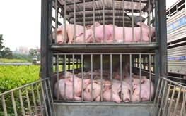 Police intercept truck carrying 100 diseased pigs in central Vietnam