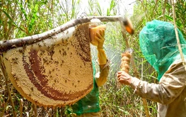1,300ha eco-tourism plan approved for Vietnam national park 