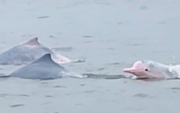 Rare pink dolphins spotted off Vietnam’s Hai Phong coast