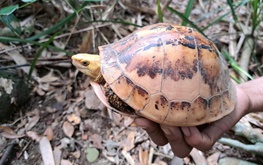 Vietnam records rare, critically endangered turtles in Annamite forest