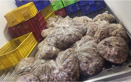 Ho Chi Minh City seizes tonnes of undocumented pork, chicken products