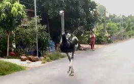 10 ostriches destroyed after being found dead or injured in Vietnam’s Tay Ninh