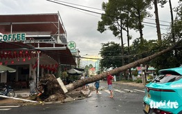 Dozens of trees uprooted in Vietnam's Dong Thap after heavy rain, strong winds