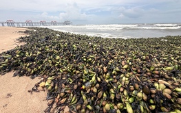 Water hyacinths, marine debris overwhelm tourist beaches in Ho Chi Minh City
