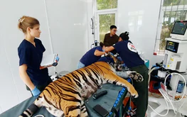 Indochinese tigers at Vietnam's Phong Nha-Ke Bang receive medical care from int'l, local experts