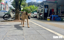 Infographic: Penalties for dog owners who take unmuzzled or unleashed dogs into public places in Vietnam