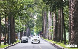 Ho Chi Minh City grapples with what to do about 4,000 aging trees