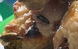 Ho Chi Minh City’s Ben Thanh Market food stall suspended after cockroaches found on food