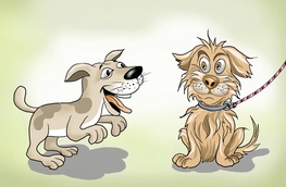 Chó hại chủ là đây!