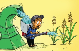 Bác nông dân khóc ròng vì 'lúa chín chẳng chịu cúi đầu'