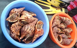 Tổng kiểm tra bè nổi trên vịnh Nha Trang: Vận động thả 21 con ốc tù và quý hiếm về biển