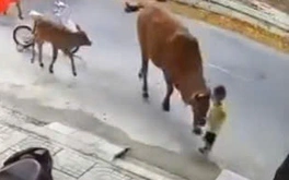 Xác minh chủ nhân đàn bò thả rông giữa phố húc vào cháu bé ở Đà Nẵng