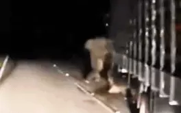 Rớt nước mắt voi con bị xe tải tông chết, voi mẹ hoảng loạn tìm cách cứu không chịu rời đi