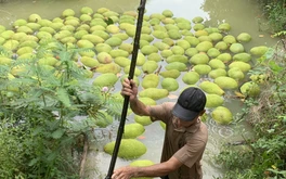 Giá mít Thái giảm sâu, nhà vườn miền Tây lỗ nặng
