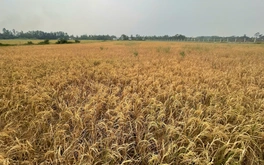 Vụ lúa chết gần cao tốc Cần Thơ - Cà Mau: Rửa mặn bằng nước mưa trước khi xuống giống vụ mới