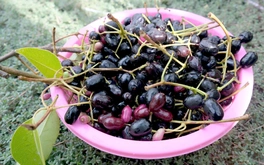 Thương nhớ những mùa trâm chín miền Tây