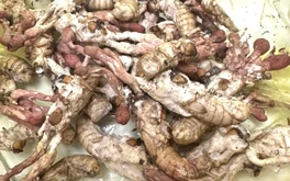 Ăn nấm mọc trên nhộng ve sầu vì nghĩ là đông trùng hạ thảo, bị ngộ độc nguy kịch