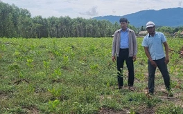 Cấp tập trồng huỳnh đàn, chờ được bồi thường cao tốc Quảng Ngãi - Kon Tum