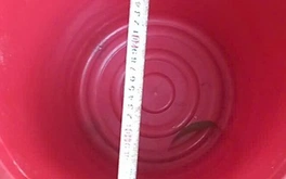 Ngã vào xô đựng 15cm nước, bé gái đuối nước nguy kịch