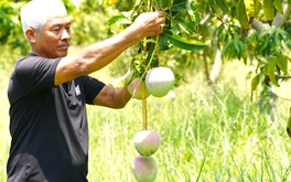 Giải cứu xoài Úc chỉ là tình thế, chuyên gia hiến kế cách ổn định đầu ra