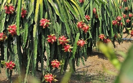 Bắt đầu đợt cao điểm kiểm tra chống hàng giả, hàng độc hại... thuộc mảng nông nghiệp