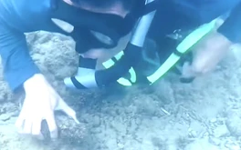 TikToker đăng clip ngắm cá, san hô ngay biển Hòn Chồng, dân mạng phản đối