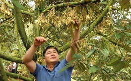 Phải kiểm soát chất lượng sầu riêng từ vườn đến từng công hàng xuất khẩu