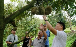 Lâm Đồng khẳng định sầu riêng không nhiễm hóa chất vàng O