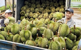 Vùng trồng sầu riêng Tây Nguyên sắp có phòng kiểm định Cadimi, vàng O ở Đắk Lắk?