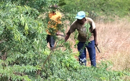 Cây chống sa mạc hóa biến thành hiểm họa sinh thái ở Kenya