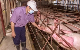 Giá heo hơi miền Nam 'lên đỉnh', người nuôi bớt lo